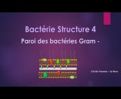 Bacterio Video