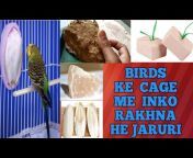 Ahmedabad Budgie Parrots