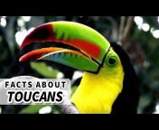 Animal Fact Files