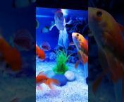 Fish u0026 Aquarium Guidance