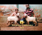 JK goat sale Bangalore