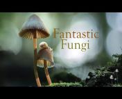 Fantastic Fungi
