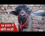Viraj Dairy u0026 Farming