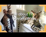 F1 Savannah Kittens