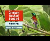 Indian Bird Videos