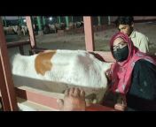 livestock u0026 vet medicine