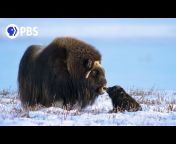 Nature on PBS