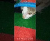 Kitty Cat Ranchi