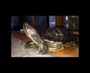 Shell-Tur Turtle u0026 Reptile Rescue