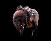 Double “C” Quarter horses