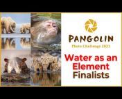 Pangolin Wildlife Photography