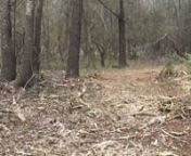 The video showcases the services of Bulldog Forestry Mulching clearing some brush on Private Hunting Grounds in Columbia, South Carolina. nnObserve as Bulldog Forestry Mulching uses the Kubota SkidSteer with the Fecon Mulching Head to mow down nuisance trees and briar brush for another satisfied client. Being the leader in Commercial &amp; Residential Forestry Mulching in South Carolina, Bulldog Forestry always earns their consistent Five-Star Rating. nnBulldog Forestry Mulching is a licensed, i