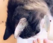 Cat licking milk from feet