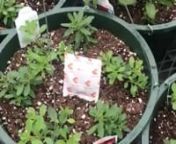 Hi folks, John Kelly here. As many of you know, we use as many environmentally friendly, natural protections for our plants as we can. When you pick up your plants, you might be wondering what the heck the white packet is. It&#39;s actually pretty neat, and in this video, a big tall dumb guy and his best friend do their best to explain sachets to you. Keep smiling! Keep living the dream!