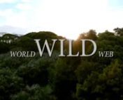Wilde rede selvagem - World Wild Web from dgca web