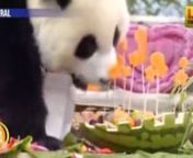 A little bit of panda-monium broke out at a zoo in China. They had a first birthday party for 18 adorable panda bears!nnSource: https://www.wral.com/panda-party-18-panda-cubs-celebrate-1st-birthday/18536685/