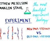 https://explorebiology.org/collections/genetics/the-structure-of-dnannA whiteboard video on the 1958 experiment by Meselson and Stahl, which showed that DNA replicates by a semi-conservative mechanism. This experiment provided critical support of the Watson-Crick model for the DNA double helix and has been called