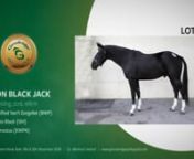 Lot 043 - All On Black Jack - Br Geld 3 yrs by Dignified Van&#39;t ZorgvlietnFind out more and view the catalogue at goresbridgegoforgold.com