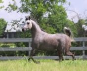 Sired by: Thee DesperadonOut of: Bassira by Mishaal Hpnwww.LydayFarms.com