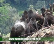 Gorilla trekking is one of the life adventoureous trip every one would love to do before he/she dies, ithere varuois options, how one can go on gorilla trek, Rwanda gorilla trek has made it easy for you to choose your 2014 trip at the most competive pocket friendly price in uganda and Rwanda.nyou can chose our n1 day rwanda gorilla trek at &#36;990 per person (price based on 2 persons)n2 day gorilla trek &#36;1150 per person price based on 2personnor you can chose to do the 3 day Uganda gorilla trek as