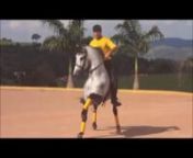 Incrível Cavalo que dança musica nova da Ivete Sangalo e Shakira!! 640x480 from shakira