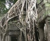 Video 35 - Blog de viaje a Camboya con mochilanconmochila.comnEl templo más singular de Angkor es Ta Prohm, donde la vegetación se ha comido las ruinas dejando sus raíces al descubierto. Es también muy famoso por la película e Angelina Jolie