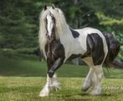 Gypsy Vanner Horse stallion Pearlie King, owned by Robin Visceglia of Stillwater Farm.Video by Mark &amp; Jackie Barrett.
