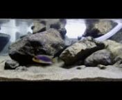 This video is about My First Mbuna Pseudotropheus Aurora (mbuna)