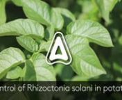 Control of Rhizoctonia Solani in Potatoes from rhizoctonia
