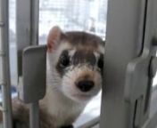 Second graders at St. Rose of Lima spent weeks learning about the positive and negative ways that humans influence the environment. They studied the Black Footed Ferret and other endangered, threatened, or species of concern in Colorado. This video is their way of being a positive influence on nature by spreading the word to others. nnhttp://www.strosedenver.orgnhttp://www.facebook.com/strosedenvernnAll photos of the black footed ferret were taken from http://www.blackfootedferret.org/.nCheck ou