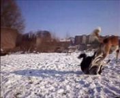 heavy kangal fightpitbull style in the snow !!!!nnbamboo vs suriaround 9548 fight!