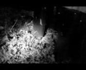 Woodmice seem to love hedgehog food! I have watched one (infact this very one), empty a bowl of hedgehog food one biscuit at a time, stashing it &amp; coming back time and time again. In about an hour the bowl was empty!