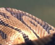 This short 47 second long video shows a subtle signs of the breath being taken. The artist Layered the video with ambient audio to create an eerie effect to make the viewer feel uneasy. With imagery of a snake and a quit heart beat, the resulting emotional response has an unsettling effect. The slow pan slowly reveals the head of the snakein what might feel like a jump-scare.