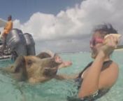 Manna) nnAlong with the pigs, we saw a plane wreck, did some snorkeling in a cave, fed iguanas, ate fresh conch salad &amp; swam with sharks. It was quite the day of boating fun!! This is the video I put together of our pig encounter. Other footage that didn&#39;t make it include a bite mark on Manna&#39;s leg (it bit her ya&#39;ll - not severely, but don&#39;t get in the way of a hungry pig) and another one kicked me. Again, neither injury was serious, but these things are swimming bulldozers if that&#39;s not c