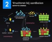 Thesis Keynote (NL - Dutch) from anthracnose