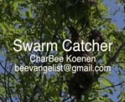 BeeVangelists founder Charlie Koenen and friend Myles Saigh capture a swarm in urban environment high up in a tree.nbeevangelist@gmail.com