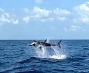 Catching a sailfish, shark eating sailfish, using sailfish as bait, to then catch the Mako.nnMako Shark Attacking a sailfishnCrazy Mako AttacknOutfished by a Predatornnhttp://www.captbouncer.com/nnhttp://www.mikechenaultgroup.com/nnMako, Shark, Mako Shark, Mauled, Sailfish, Attack, Crazy, 60#, Fishing, Angler, Astonished Angler, Dolphin, Mahi, Chum, Jumping, Kingfish, Snapper, Coolest, Unbelievable, Miami, Florida, FL, Biscayne Bay, Tight Lines, Charter, Chartered Boat, Legend, Captain, Captain