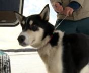KTUU-TVnAnchorage, Alaska, USAnFirst Aired March 11 2016nhttp://www.ktuu.com/news/news/dogs-of-the-iditarod-flynn-flies-home/38472140nReporter - Nikki CarvajalnPhotographer - Dave BrooksnKTUU - DR0PPED DOGS
