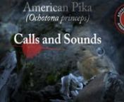 This video reveals a variety of calls made by the American pika (Ochotona princeps) recorded in Montana, Wyoming, and Idaho.nnDifferent species of pikas are found all over the world.nnResearchers continue to decipher the mystery of the pika&#39;s calls.Subtle differences and similarities in the vocal utterances can be a challenge for humans to understand.Through extended observation, persistence, and collaboration, humans make general assumptions regarding the meaning of pika calls. In the publi