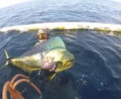 Compilation video of Spearfishing Mahi Mahi in our FAD northern part of Bali. Please enjoy and dive save. Dont Forget to Share.nnVideo Edit: Hubert Haciski &amp; Peter OprandinMusic Credit: Two Feet- Go Fuck YourselfnFor more Info: Http:// Indospearfishing.comnnFollow us:nFB Page: https://www.facebook.com/Indospearfis...nInstagram: https://www.instagram.com/indospearfi...nTwitter: https://twitter.com/balispearonnSpecial Thanks:nnAndre WicaksananHubert HaciskinPeter OprandinKevin NoonenMichael Oh