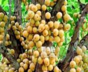 See MORE AT:;http://bangladeshtourisminfo.com/fruits-of-bangladesh/nnFruits of Bangladesh that are most common part of Bangladesh.There are many kinds of fruits that are grow in the seasonal time.They are different from others by colors,sizes,taste.There are many kinds fruits that are grows in different times.That are Jackfruits,Mango,Banana,Dalim,Ata,Pine-apple,Bell,Orange and others.Some are tasy and some are sour.Jackfruits is the national fruits of Bangladesh.Its a summer seasonal fruits.Man