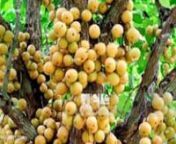 See More at:;http://bangladeshtourisminfo.com/fruits-of-bangladesh/nnFruits of Bangladesh that are most common part of Bangladesh.There are many kinds of fruits that are grow in the seasonal time.They are different from others by colors,sizes,taste.There are many kinds fruits that are grows in different times.That are Jackfruits,Mango,Banana,Dalim,Ata,Pine-apple,Bell,Orange and others.Some are tasy and some are sour.Jackfruits is the national fruits of Bangladesh.Its a summer seasonal fruits.Man