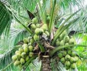 See More at::url: http://bangladeshtourisminfo.com/fruits-of-bangladesh/nnFruits of Bangladesh that are most common part of Bangladesh.There are many kinds of fruits that are grow in the seasonal time.They are different from others by colors,sizes,taste.There are many kinds fruits that are grows in different times.That are Jackfruits,Mango,Banana,Dalim,Ata,Pine-apple,Bell,Orange and others.Some are tasy and some are sour.Jackfruits is the national fruits of Bangladesh.Its a summer seasonal fruit