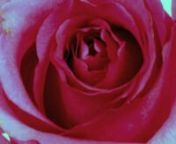 Digital Rose from rose