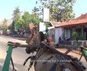 Pak Cidomo is about Pak Laman, one of Lombok, Indonesia&#39;s longest serving cidomo riders. The film explores the close relationship he shares with his horse and poses the question of whether this traditional vehicle will last for future generations
