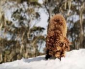 Dogs loving their visit to the Australian Snow.nFilmed on location at Dinner Plain with doggie stars - Newfoundlands Ebony &amp; Baloo, Siberian Huskies Bear &amp; Duke, King Charles Cavelier Tully, Rottweiler x Zach, Labradoodle Alfie, Schnoodle Pippa, Terrier Splinter &amp; Japanese Spitz Keiko.