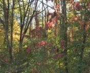 60 Seconds of Nature - Pokagon State Park from pokagon state park