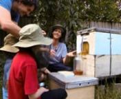 TimelapseFig Tree Garden Flow™ Hive Harvest . Cedar talks with the local kids about Bees, Honey &amp; Flow™ Hives.nnwww.honeyflow.com/nFacebook: https://www.facebook.com/flowhivenInstagram: @flowhivenTwitter: https://twitter.com/flowhive