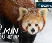 Controversial Zimbabwean president Robert Mugabe puts elephant on his birthday party menu, a beluga whale dies at SeaWorld, Amur leopard numbers are on the rise and feast your eyes on the most adorable red panda video you will ever see! Get these stories and more in this week&#39;s blast of nature news!nnFor more, visit www.earthtouchnews.comnnEarth Touch on YouTubenu2028goo.gl/V9T5k1nnEarth Touch on Facebooku2028ngoo.gl/iIUCBDnnEarth Touch on Twitteru2028ngoo.gl/mkBsiDnnNEWS SOURCESnnCALL FOR IVORY
