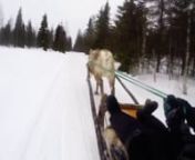 reindeer sleigh ride in 1,5 km trail at Palosaaren poro ja kalastustila, palosaari reindeer and fishing farm, Ruka Kuusamo